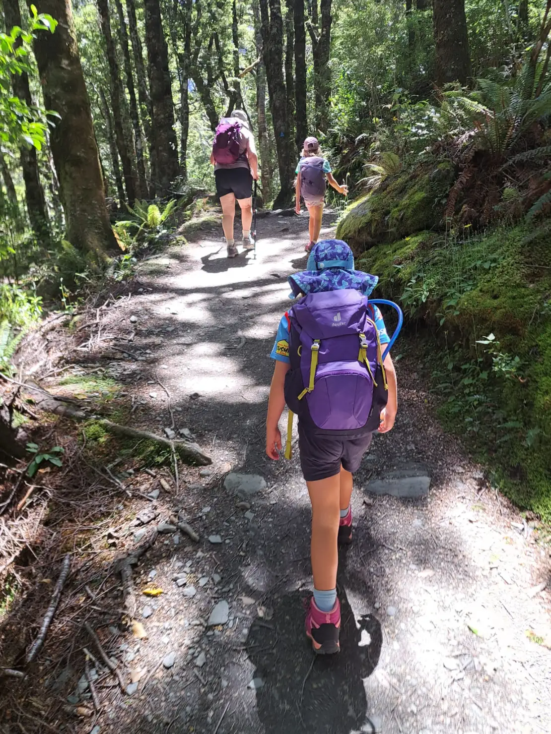 Walking begins through the forest